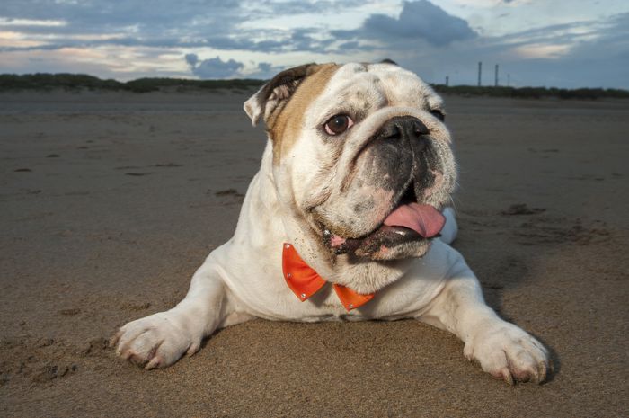 El perro con pajarita naranja en la posboda