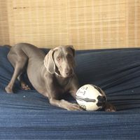 ¿qué hacemos con nuestros hijitos perrunos? - 1