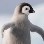 Pingüi