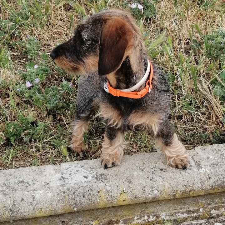 ¿Cómo se llama vuestra mascota? - 1