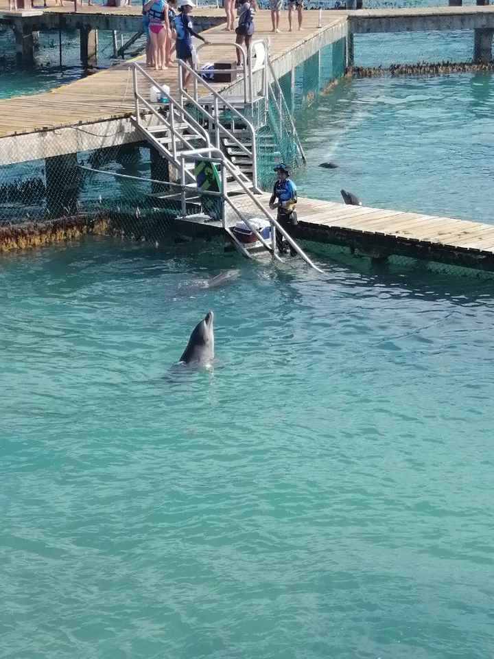 Nado con delfines u otros animales en Riviera Maya - 1