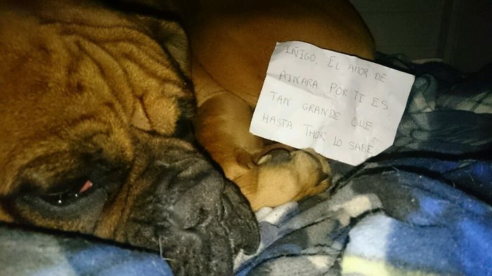 Cartel mascotas! - 1