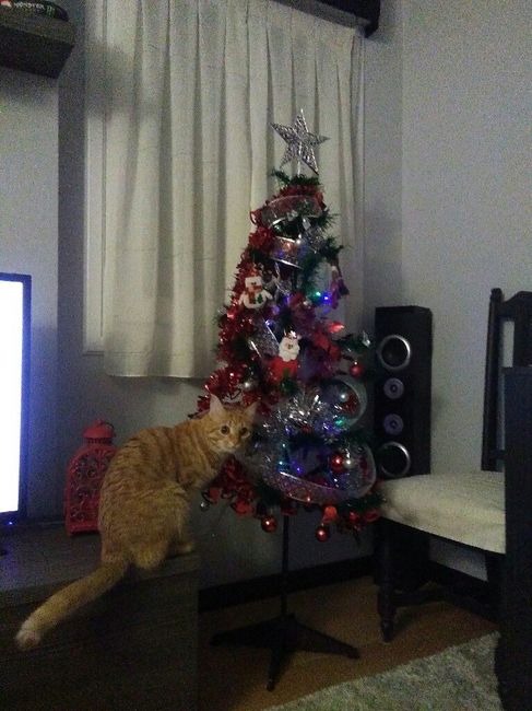 Primeras Navidades de casados!🌟🎄 - 1