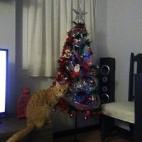  Primeras Navidades de casados!🌟🎄 - 1