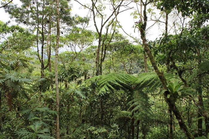 Bosque lluvioso