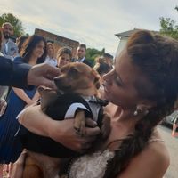 Perro en la ceremonia - 1