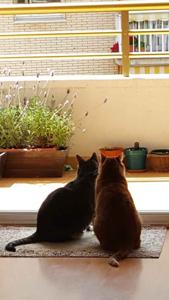 ¿Cómo se llama vuestra mascota? - 1