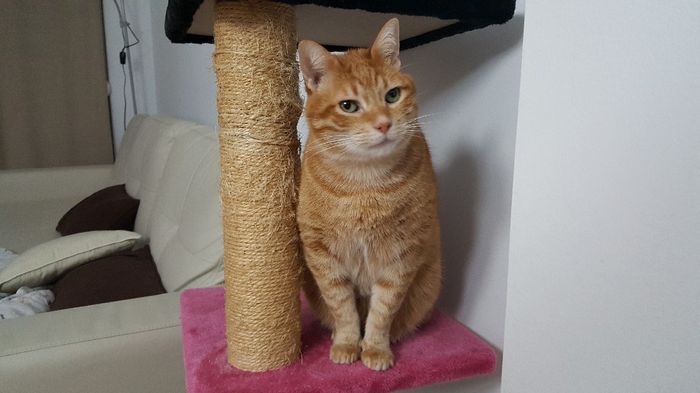 ¿Cómo se llama vuestra mascota? - 2