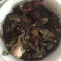 Plantas crasas - 1