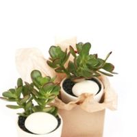 Plantas crasas - 1