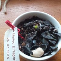 Plantas crasas - 2