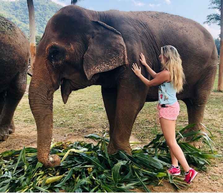 Elephant nature park - 1