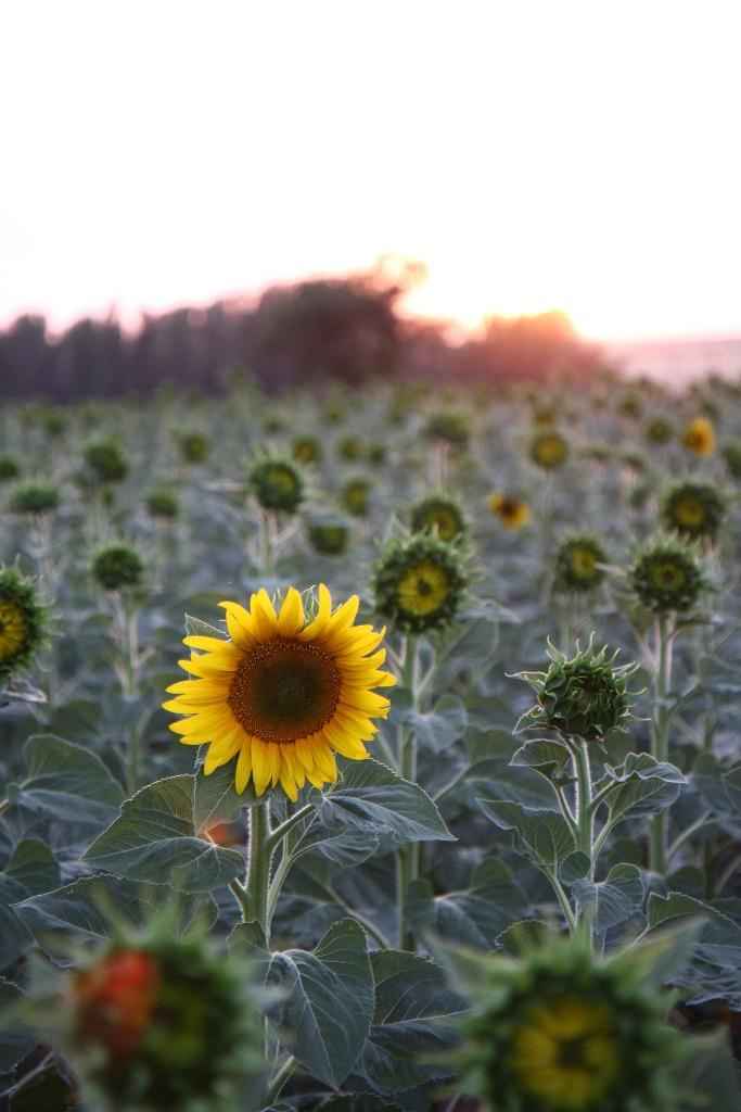 aaay q bonitos estan..me encanta el amarillo