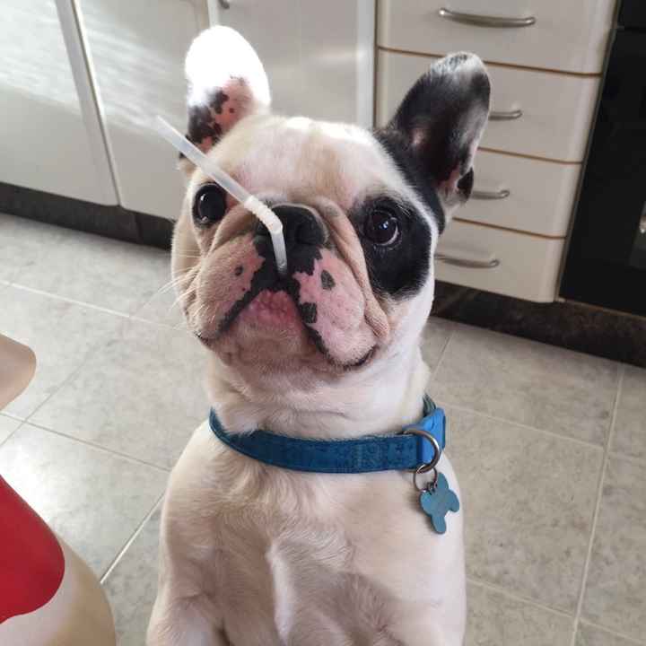 ¿Cómo se llama vuestra mascota? - 1
