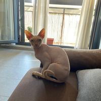 Mascotas en casa, ¿sí o no? - 1