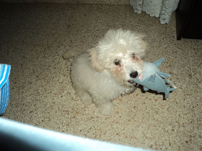 Lana y tiburoncito