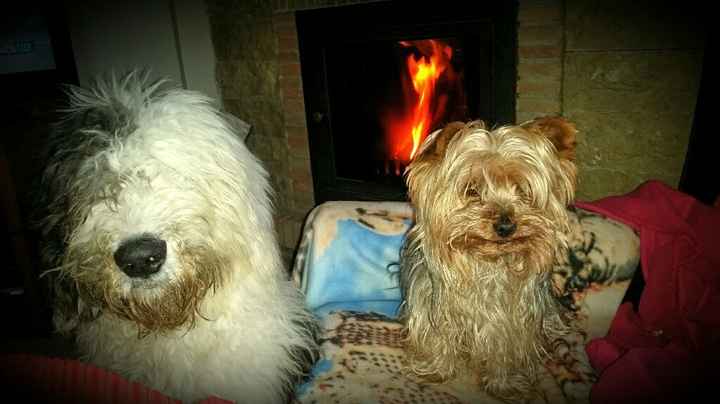 Así quiero yo las fotos con mis perros - 1
