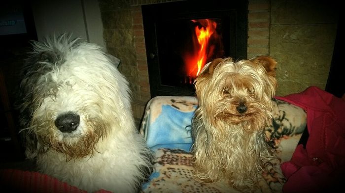 Así quiero yo las fotos con mis perros - 1