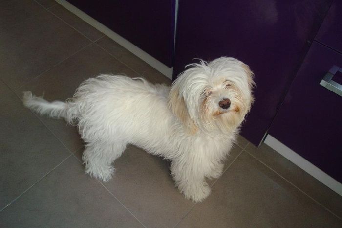 Nuestra perrita