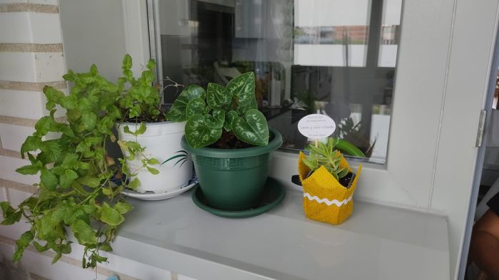 Detalles de plantas para invitados 🌱 6