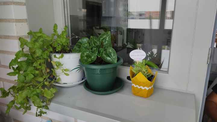 Detalles de plantas para invitados 🌱 - 1
