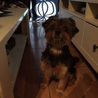 ¿Cómo se llama vuestra mascota? - 1