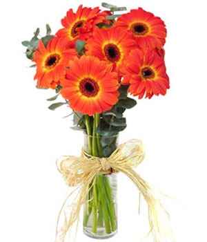 gerberas