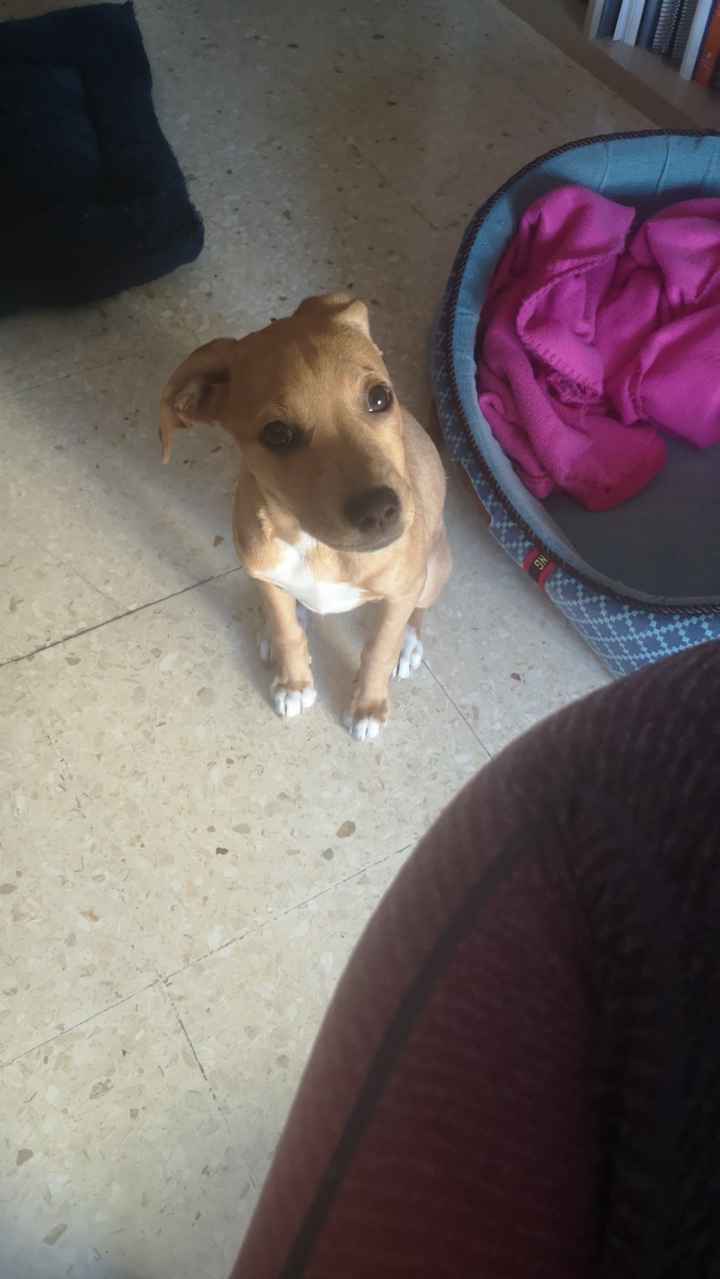 ¿Tener mascota o no? - 1