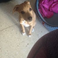 ¿Tener mascota o no? - 1