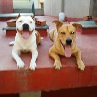 Nuestras mascotas!! - 1