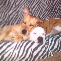 Nuestras mascotas!! - 2