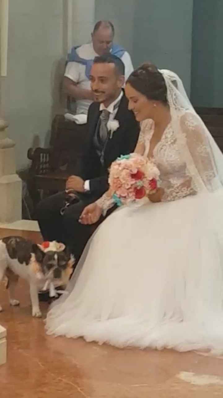 Mascotas en la iglesia? si o no - 1