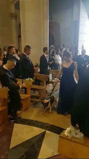 Mascotas en la iglesia? si o no - 2