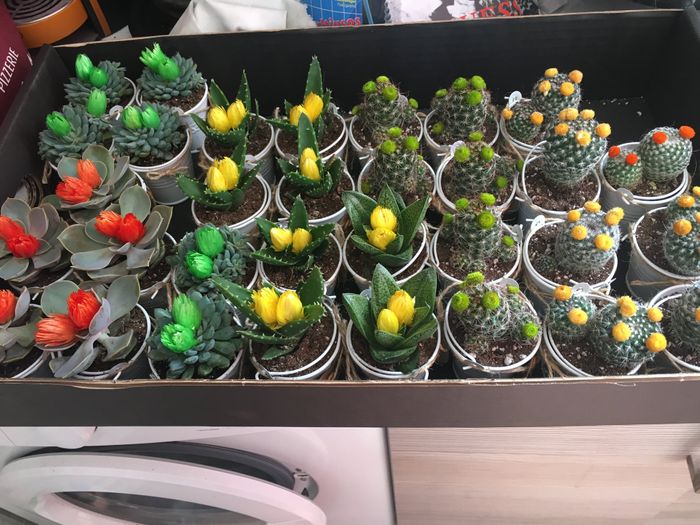 Regalitos mujeres - 2