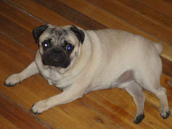 MI PERRO
