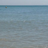 Vero