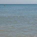 Vero