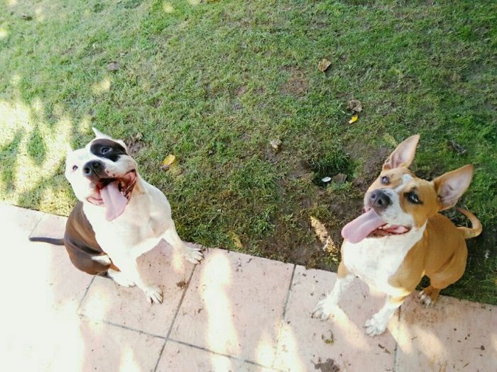Boda con perros - 1