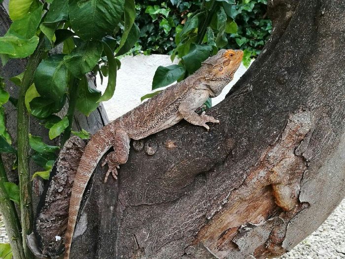 Esta MASCOTA... ¿estaría en tu boda? - 1