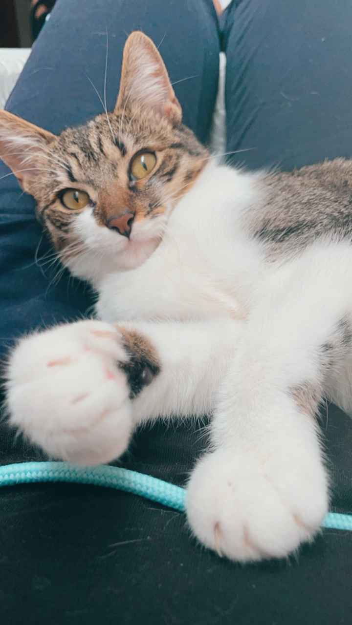 ¿Tener mascota o no? - 1