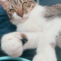 ¿Tener mascota o no? - 1