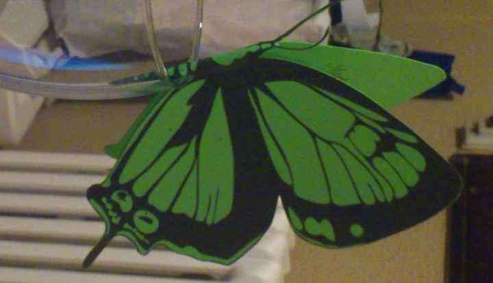 mis mariposas