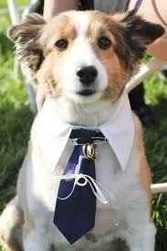 perrito con corbata