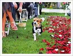 perrito con smoking