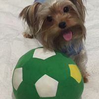  Cuantas quereis que os acompañe vuestro perrihij@!!! - 1