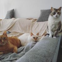 ¿Perro o gato? - 1