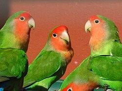 Agapournis