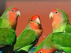 Agapournis