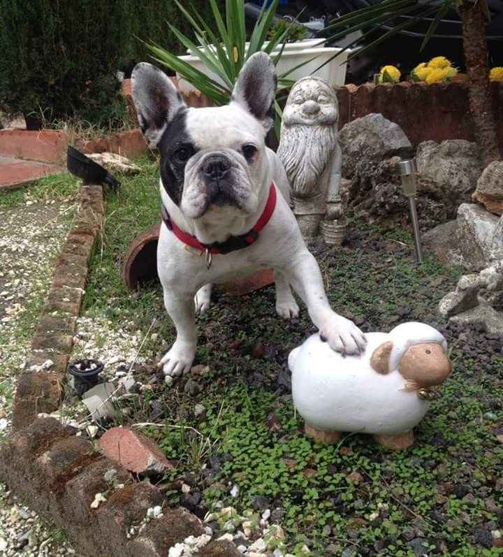 Las fotos de boda más perrunas 🐶 - 1