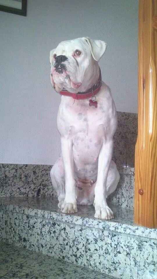 Preboda con nuestras mascotas??? - 1